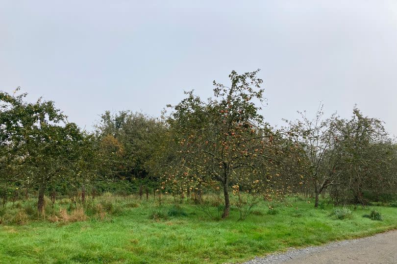 The ancient orchard which many of those who are against the National Trust's plans are concerned will be lost if a new car park is allowed to be built at the Trelissick estate