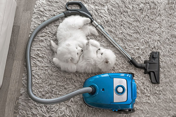 Para tus alfombras, utiliza una escoba de caucho para remover el pelo de tu mascota. Foto: Ivan Ozerov / Getty Images.