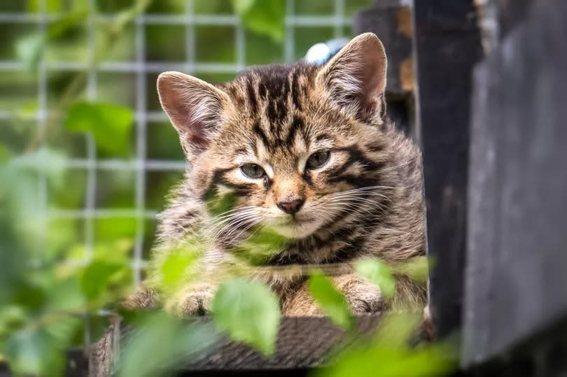 The kittens, which are around nine weeks old, were born in a dedicated off-show breeding enclosure at the wildlife park just outside Canterbury, to parents Talla and Blair