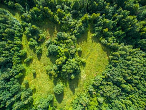   <span class="attribution"><a class="link " href="https://www.shutterstock.com/image-photo/aerial-view-forest-383852017" rel="nofollow noopener" target="_blank" data-ylk="slk:Aleksei Kazachok/Shutterstock.com;elm:context_link;itc:0;sec:content-canvas">Aleksei Kazachok/Shutterstock.com</a></span>