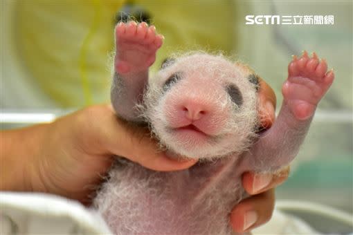 大貓熊寶寶漸漸長出黑眼圈。（圖／北市動物園提供）