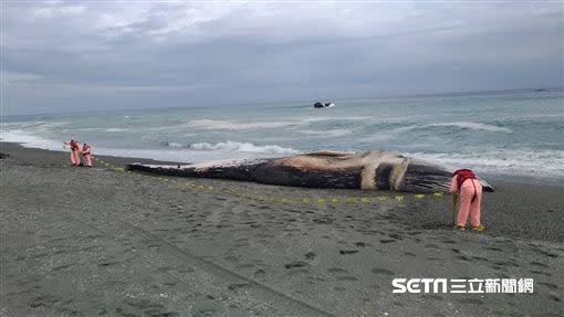 長濱鄉台11號道83.5K處城子埔海灘上發現一隻死亡鯨魚。（圖／海巡署東部分署第一三岸巡隊提供）