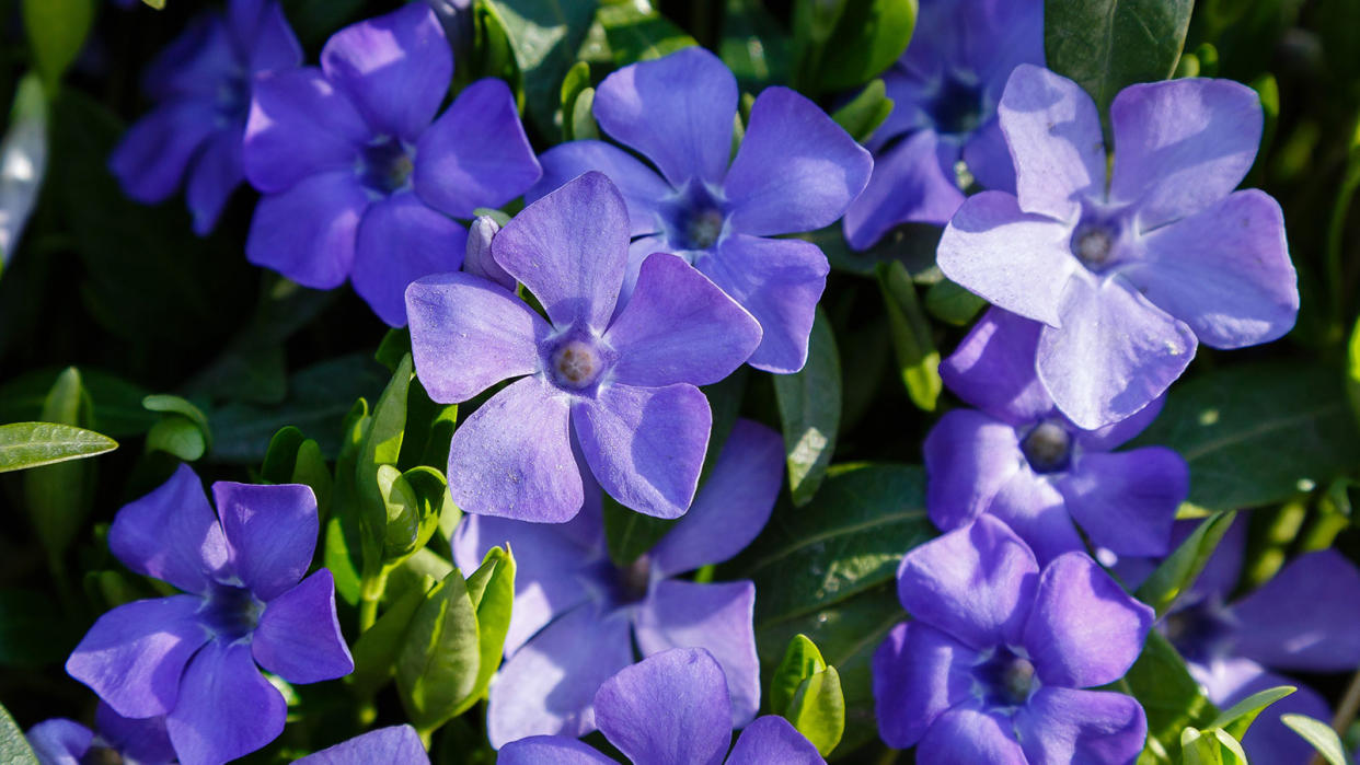  Mauve flowers of Vinca minor are excellent ground cover 