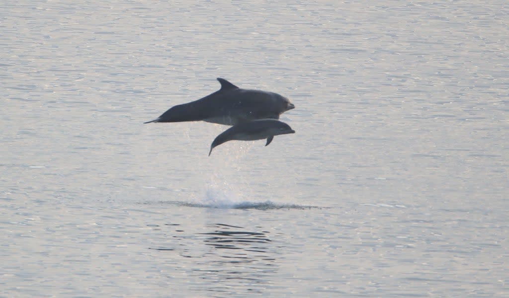 Scientists have found bottlenose dolphins in Wales communicate differently compared to other parts of the world  (PA)