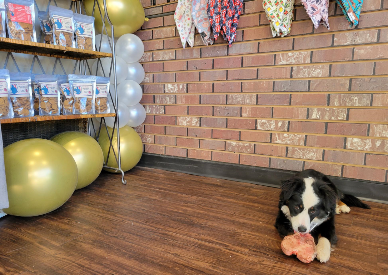 Pablo, a miniature Australian Shepherd, enjoys a bone at Sweet Pup Co., 3532 34th St., as seen on Tuesday, Jan. 9, 2024.