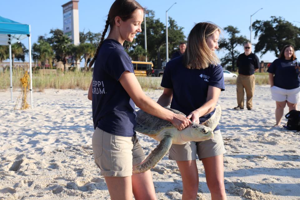 A Kemp's ridley sea turtle named Fog was released Sept. 23, 2022, according to New England Aquarium press release. Staff from Mississippi Aquarium released “Fog,” a critically endangered Kemp’s ridley sea turtle, off of Biloxi on Friday. The turtle had a long journey to full recovery from cold-stunning that began on Cape Cod, continued at the New England Aquarium’s Sea Turtle Hospital, and ended at Mississippi Aquarium.