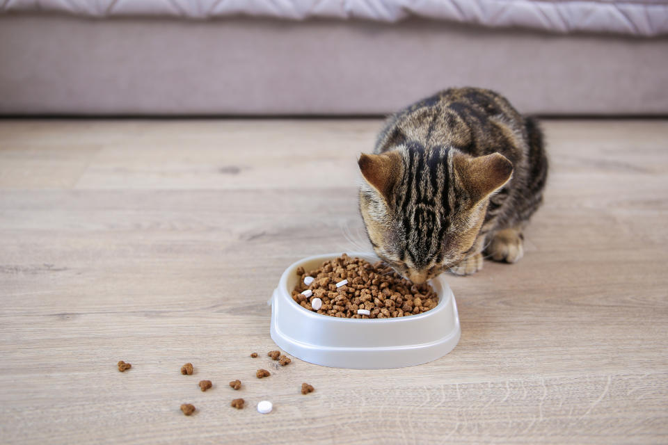 Los gatos requieren de una rutina y hábitos específicos para mantenerse saludables. (Getty Images)