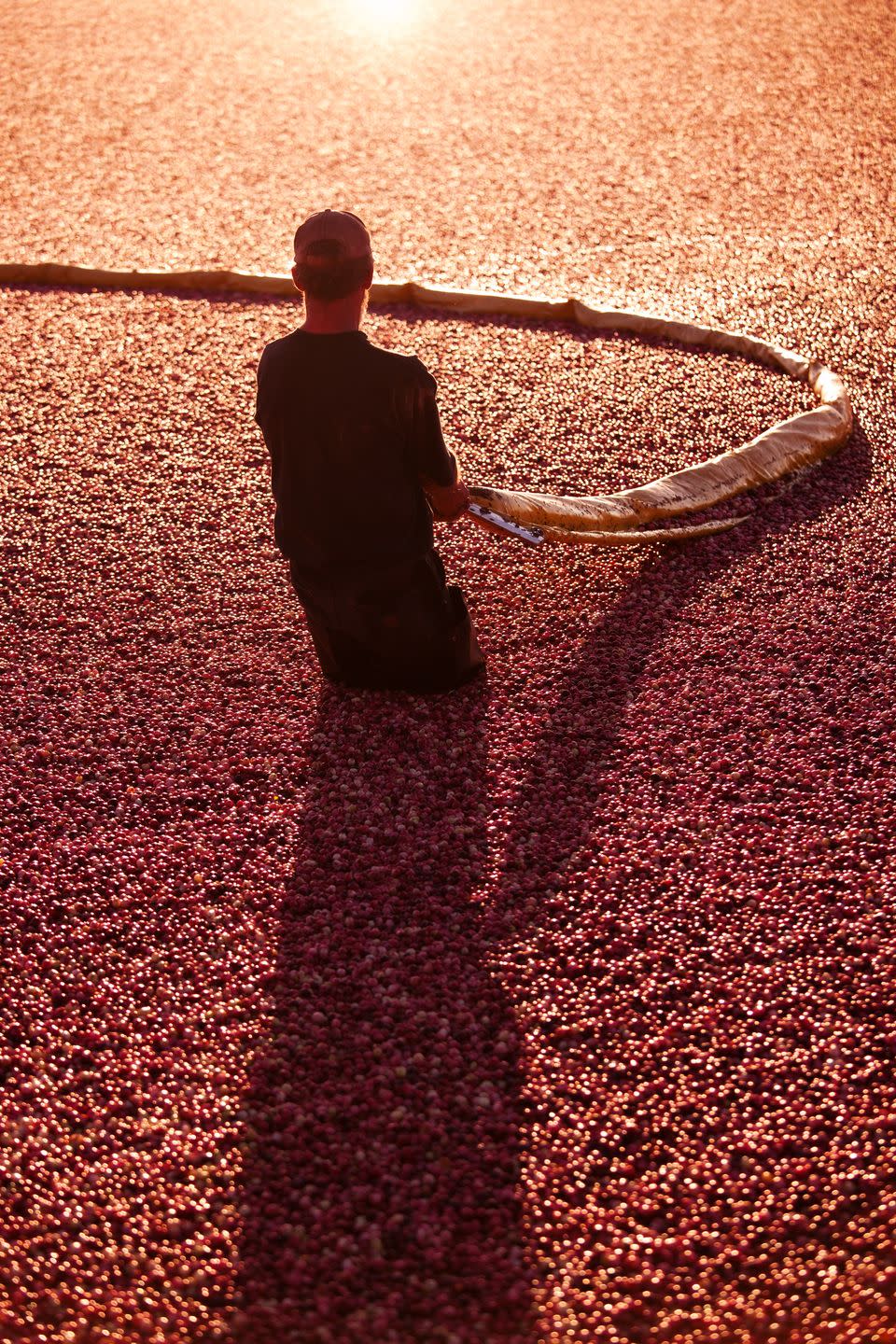 Warrens Cranberry Festival