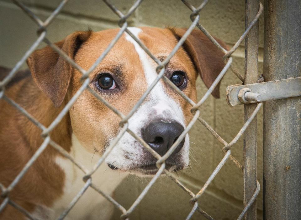 Muncie Animal Care and Services has reached capacity and is asking the community to adopt and foster its animals. 