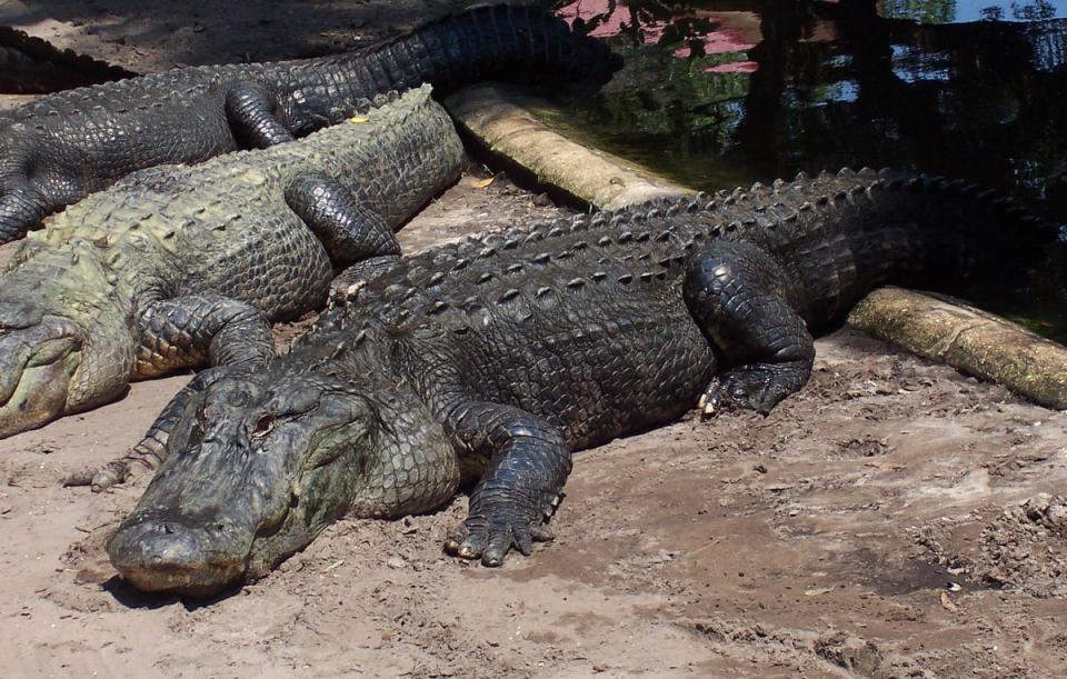 Crocodiles also have particularly low ageing rates, say researchers (Royal Veterinary College/PA) (PA Media)