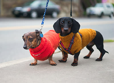 Elite Paw Bow Tie Dog Collar And Leash | Supreme Dog Garage