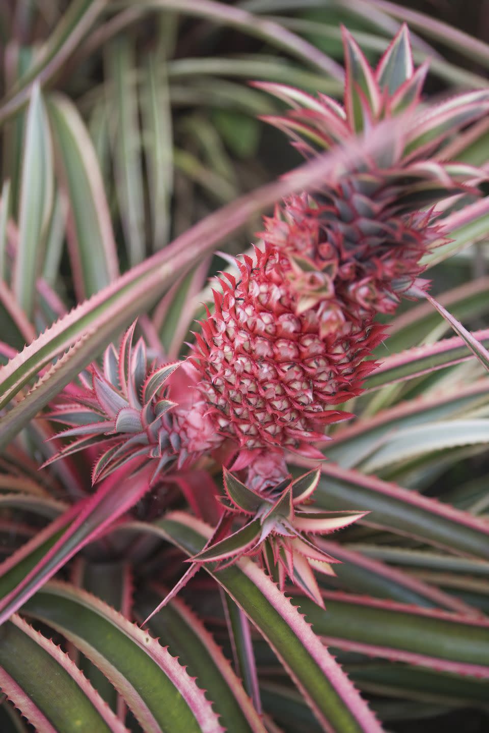 growing pineapple