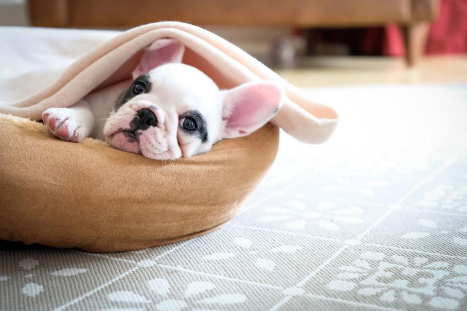 Pet Bed