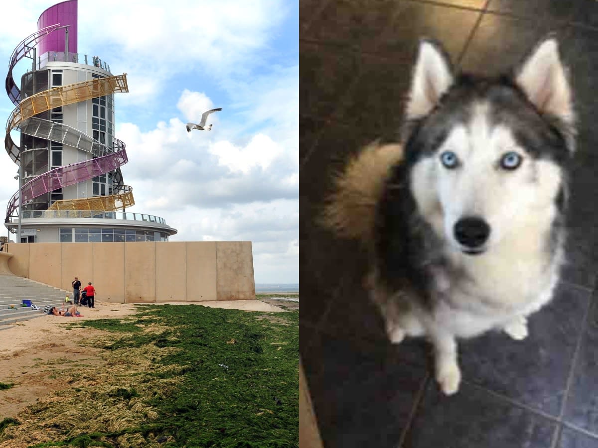 A pet owner claimed two dogs jumped on her Siberian Husky Naevia during a trip  to the beach at Redcar. (Reach)