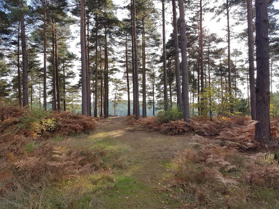 Boure Wood in Farnham, England