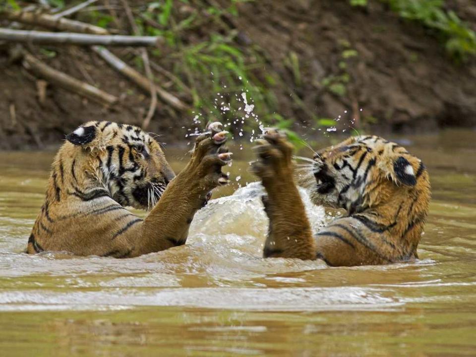 Tigers in the Tadoba region. The 13 coal fields analysed will impact no fewer than eight tiger reserves due to the loss of connecting corridors as a result of coal mining. These eight tiger reserves themselves harbour an estimated 230 tigers, and connecting corridors are essential for their long term survival.