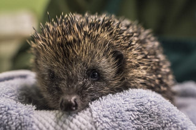 Hedgehogs at West Hatch RSPCA Wildlife centre