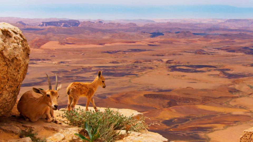 Planet Earth II travels around the globe—this time with a more urgent environmental message | BBC America