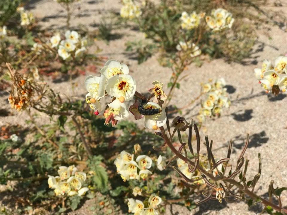 Wildflower blooms seen at Ocotillo Wells SVRA in 2019.