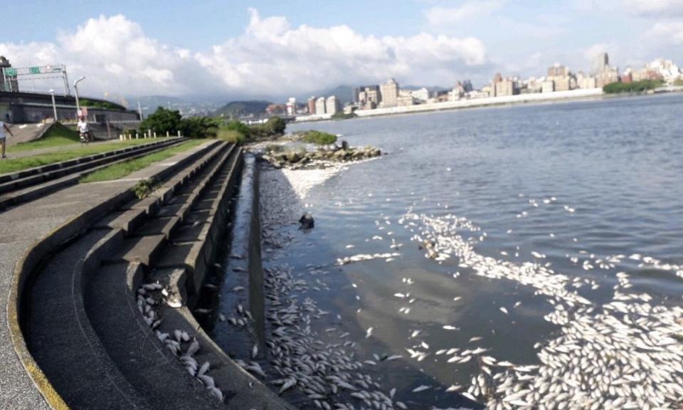 13萬尾淡水河魚隻死亡 專家指出原因了