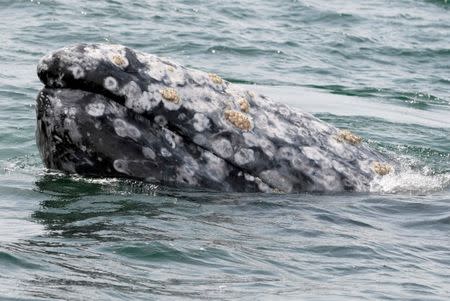 A gray whale surfaces during a whale tour in the Laguna Ojo De Liebre on Mexico's Baja California peninsula March 5, 2009. REUTERS/Henry Romero/Files