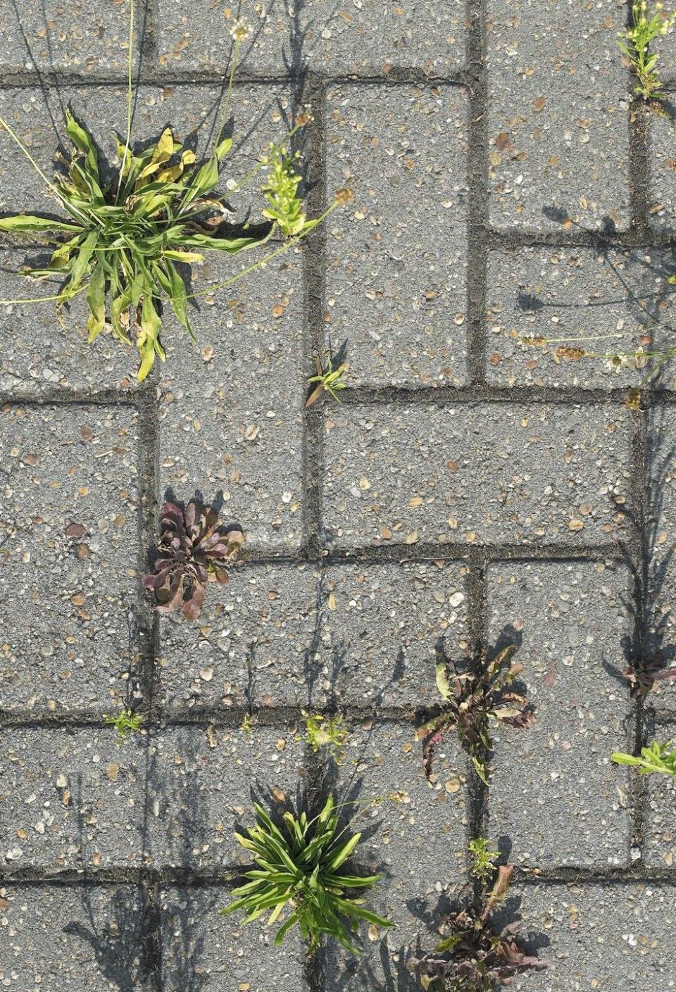 Kill weeds with boiling water.