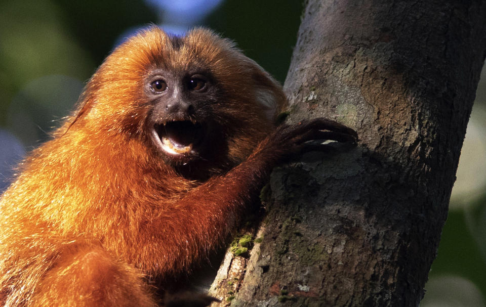 Un tamarino león dorado se sostiene de un árbol en la región selvática de Silva Jardim, en el litoral atlántico del estado de Río de Janeiro, Brasil, el jueves 6 de agosto de 2020. (AP Foto/Silvia Izquierdo)