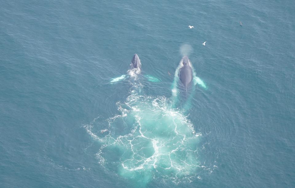 Four killer whales spotted Sunday south of Nantucket during a New England Aquarium aerial survey.