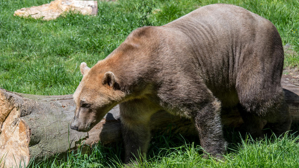 Polar bear - brown bear hybrid / polar bear-grizzly bear hybrid also called grolar bear / pizzly bear / nanulak, rare ursid hybrid.