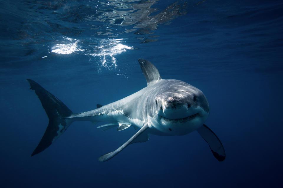 A lone shark swims gracefully underwater, its fins spread wide. The ocean surface above reflects light, creating a serene and captivating scene