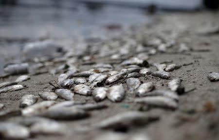 Dead fish lie on the shore of Guanabara Bay in Rio de Janeiro, Brazil January 13, 2016. REUTERS/Ricardo Moraes