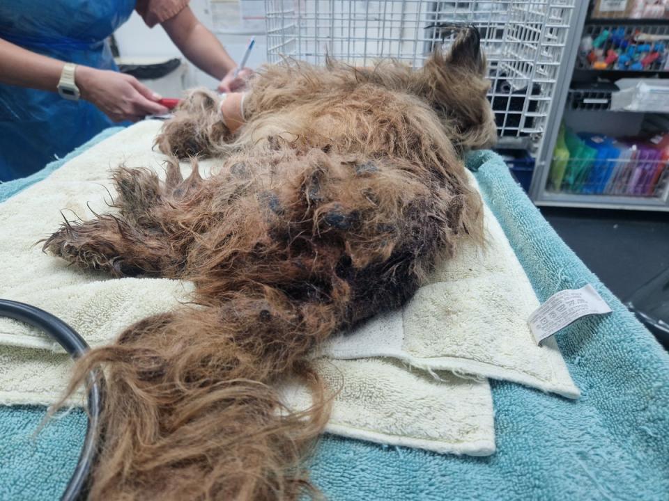 A Chewie le diagnosticaron la anemia por deficiencia de hierro (RSPCA)