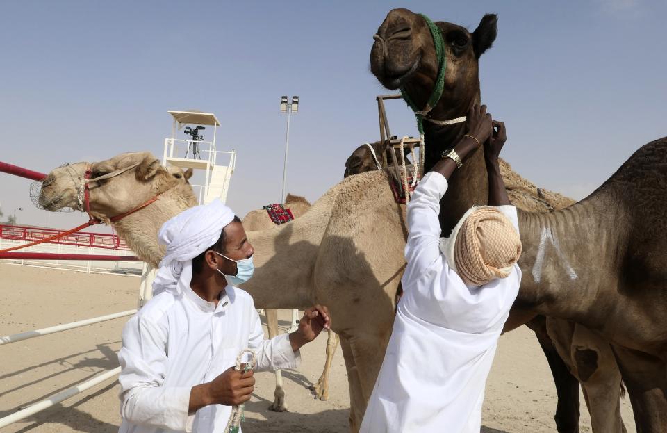 Sudanese camel keepers tend to camel contestants at Al Dhafra Festival in Liwa desert area 120 kilometres (75 miles) southwest of Abu Dhabi, United Arab Emirates, Wednesday, Dec. 22, 2021. Tens of thousands of camels from across the region have descended on the desert of the United Arab Emirates to compete for the title of most beautiful. (AP Photo/Isabel DeBre)