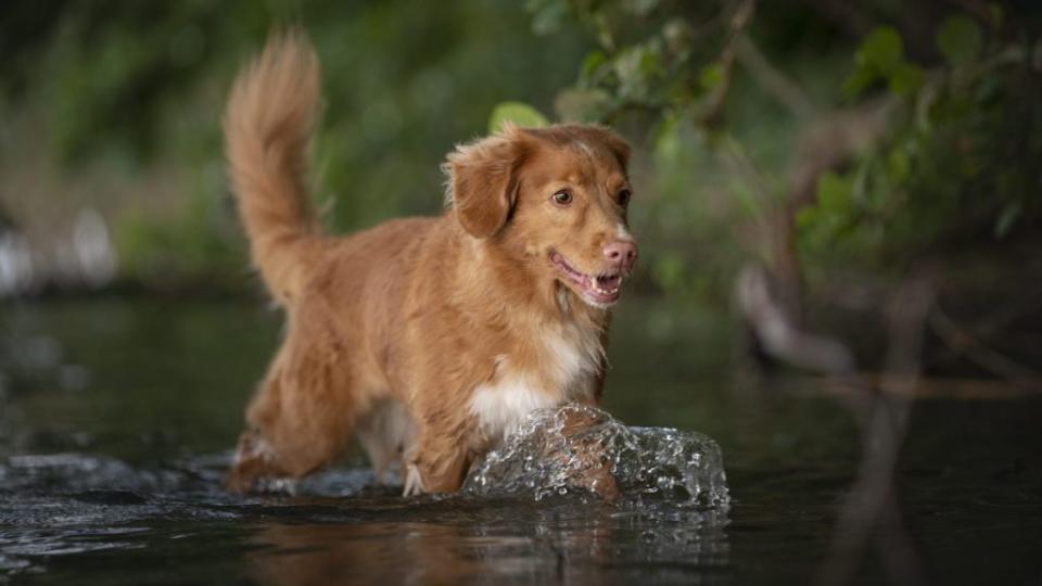 A Nova Scotia Duck Tolling Retriever wades through the water.