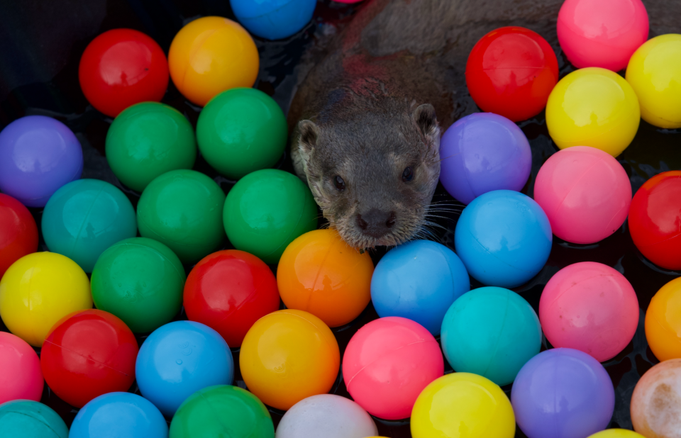 From National Geographic and Silverback Films, Billy & Molly: An Otter Love Story, is directed by Charlie Hamilton James.