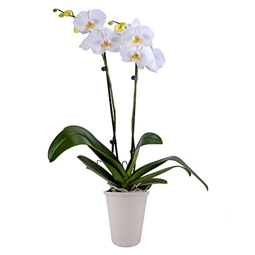 DecoBlooms Living White Orchid Plant - 5 inch Blooms - Fresh Flowering Home Décor