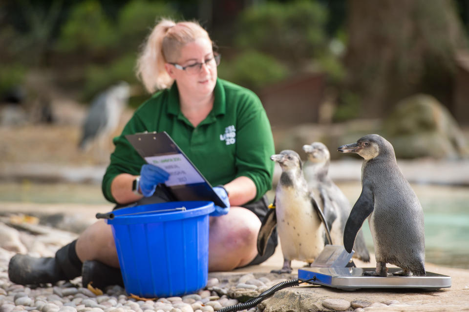 London Zoo