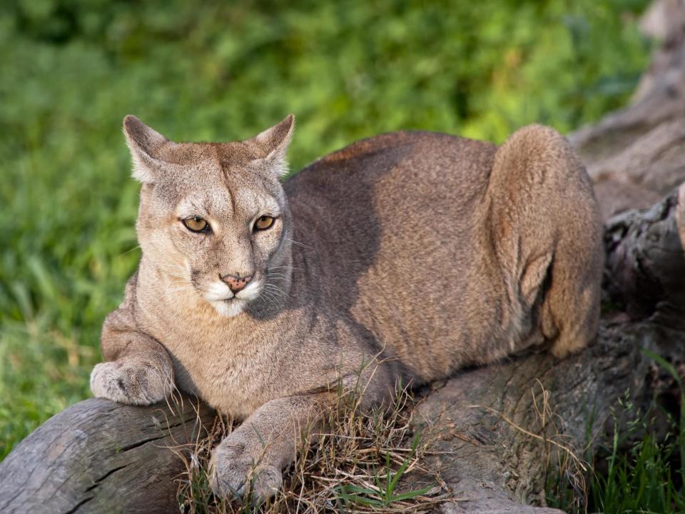 Woman breaks up fight between dogs before realising one is a mountain lion