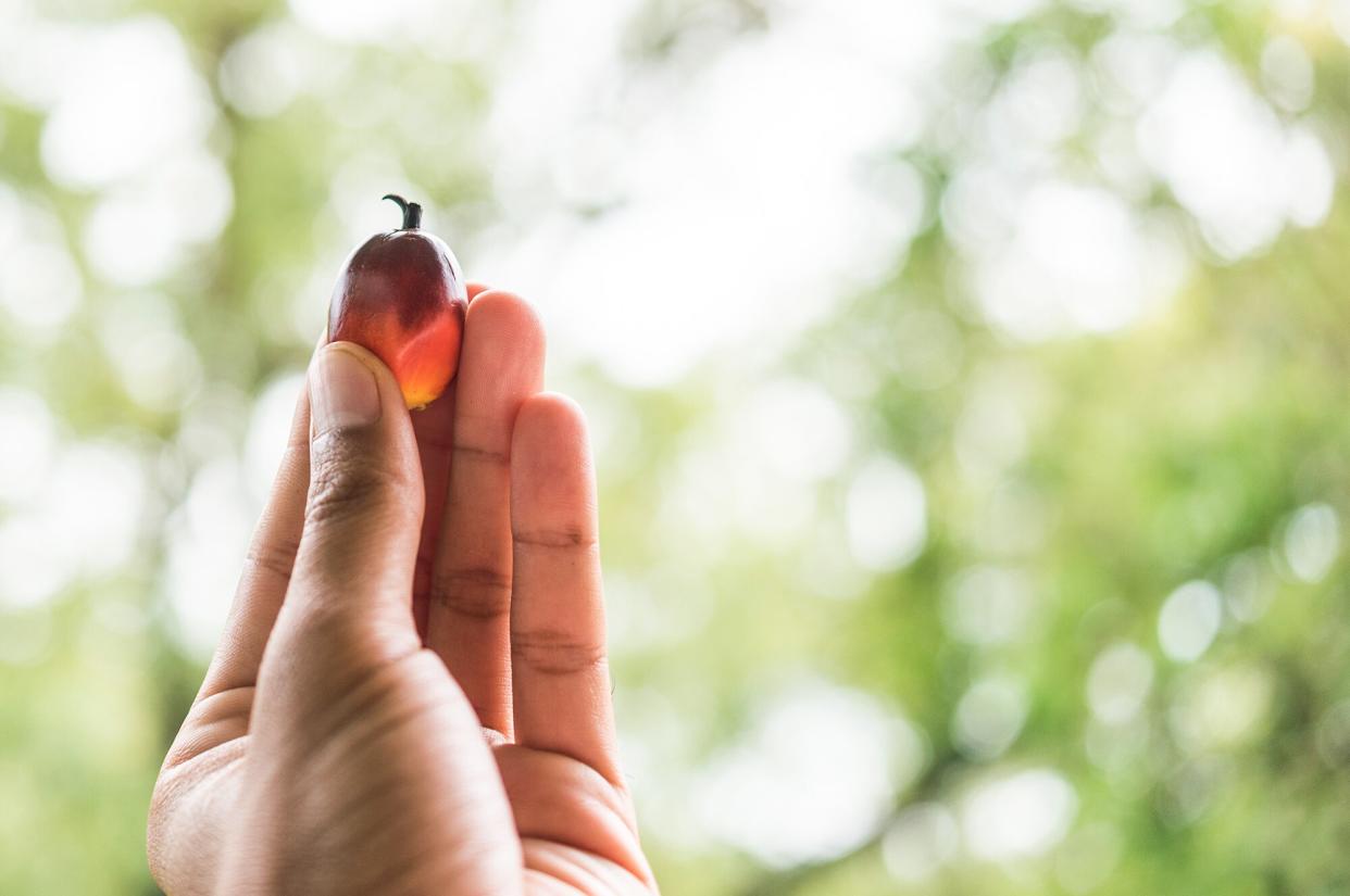 Hand holding a single fruit of an oil palm