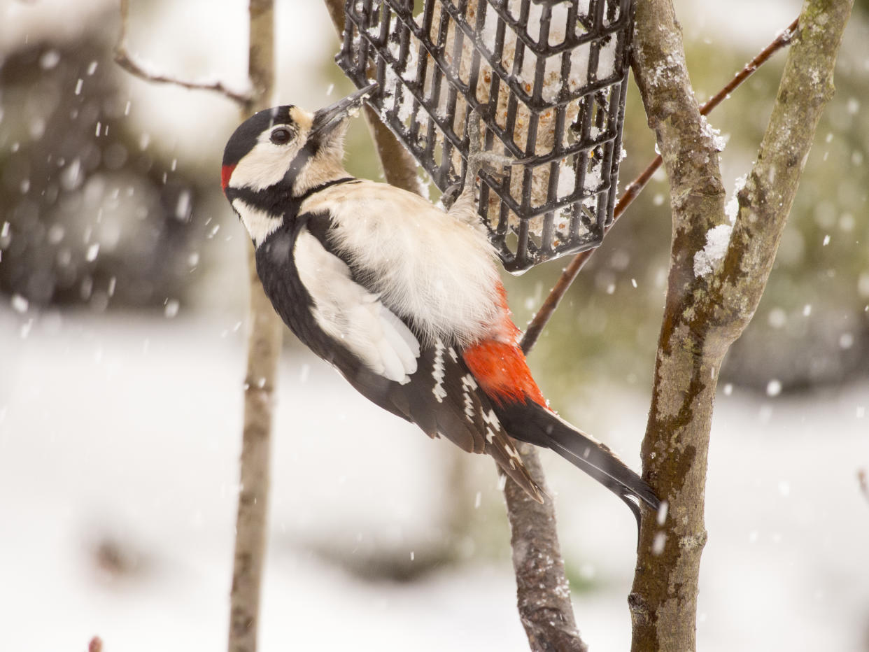 Auch Buntspechte freuen sich im Winter über Meisenknödel. (Bild: Getty Images)