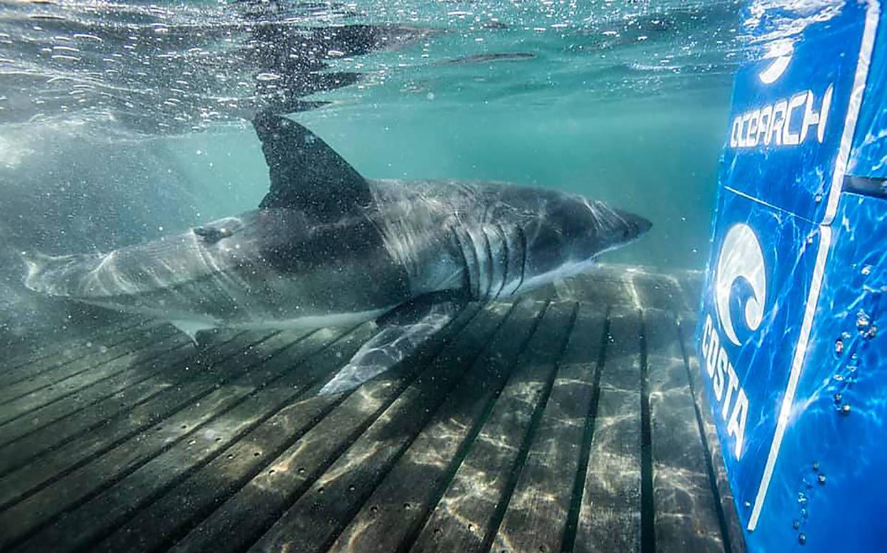Great white shark “Rose,” was named after Rose Bay, Nova Scotia. She was a 10-foot 5-inch, 600-pounds juvenile when she was tagged by OCEARCH.