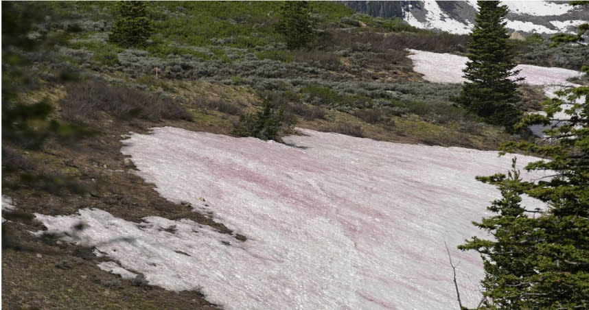 美國洛磯山脈出現大量雪藻。（圖／達志／美聯社，下同）