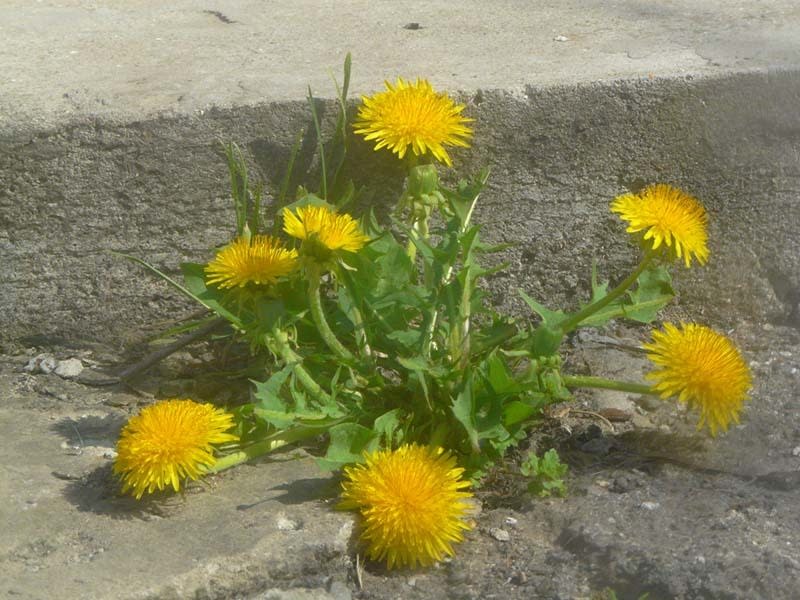 Dandelion | Photo courtesy Radu Chibzii (iNaturalist)