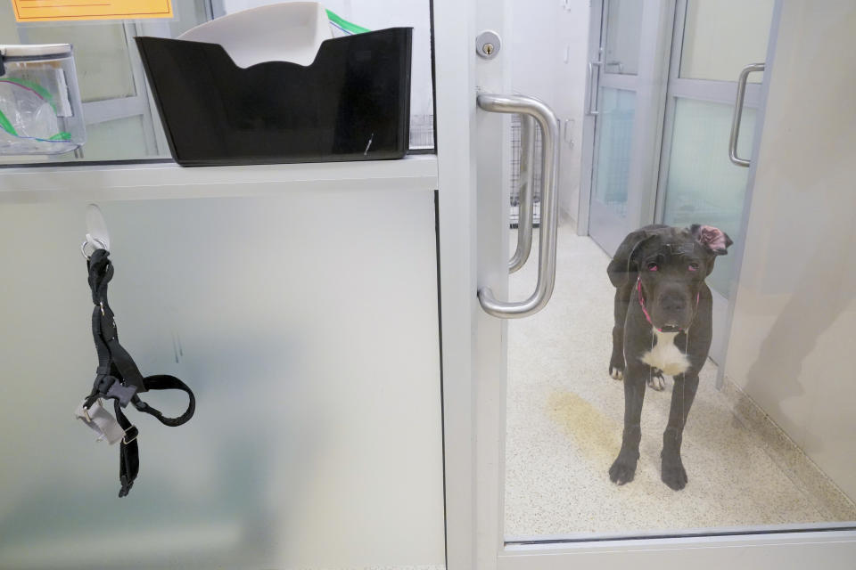 Funnel, one of the dogs being cared for at the ASPCA adoption center, drools as he looks out from his kennel at the ASPCA, Friday, April 21, 2023, on the Upper West Side neighborhood of New York. While the Westminster Kennel Club crowns the cream of the canine elite on one of tennis' most storied courts next week, another 19th-century institution across town will be tending to dogs that have had far more troubled lives. New York is home to both the United States' most prestigious dog show and its oldest humane society, the American Society for the Prevention of Cruelty to Animals. Their histories entwine: Some proceeds from the very first Westminster dog show, in 1877, helped the young ASPCA build its first dog and cat shelter years later. (AP Photo/Mary Altaffer)