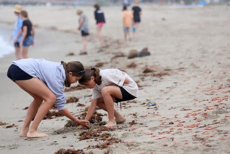 Beach goers inspect some of the thousands of red tuna crabs washed ashore in Dana Point, California June 17, 2015. REUTERS/Sandy Huffaker/Files