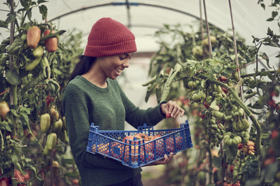 Young black female in warm clothes, standing in polytunnel in community allotment, picking organic vine tomatoes