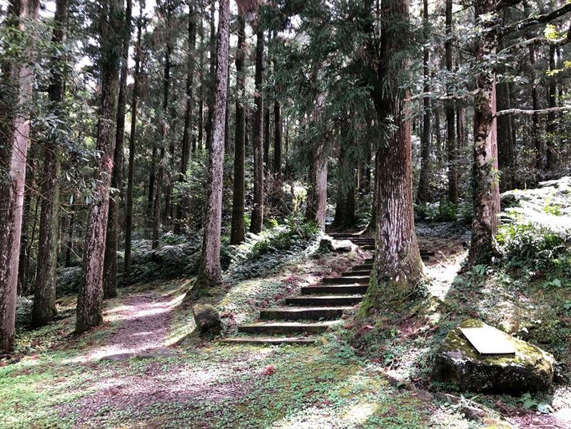 漫步桃園東眼山國家森林遊樂區整齊美麗的柳杉林，呼吸芬多精（圖／KLOOK提供）
