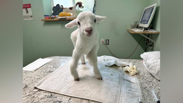 Five-legged lamb gets second chance after Mississippi woman opens home and  heart for rehabilitation