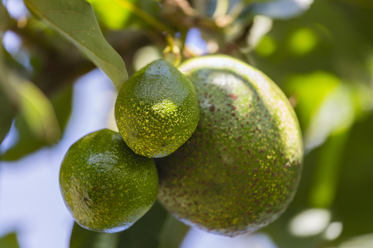 What are Kenyan avocados? While the appearance of the fruit is slightly different than avocados from California or Mexico, the taste is the same. (Photo: Getty Creative)