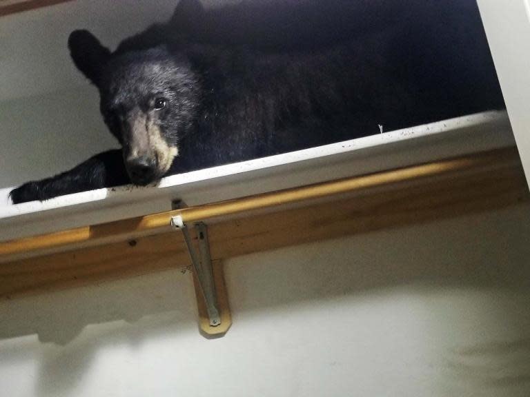 Sometimes, when life in the wild all gets a bit much, a clean cupboard in a warm home is a much more inviting place for a nap.A black bear broke into a family house, locked itself into a laundry room and then went to sleep on the wardrobe shelf, defying all efforts to lure it out.Police were unable at first to reach the furry intruder because it had managed to bolt the door from the inside as it ripped apart the homeowners’ belongings.When officers knocked on the window to wake the bear, it just yawned, they said.Eventually, they managed to unlock the door to allow wildlife experts to tranquillise the animal to get it out and return it to the wild.The homeowners, in Butler Creek in the US state of Montana, were alarmed to find the animal had barricaded itself in during the night.The Missoula County sheriff’s office posted on social media: “Wow!!! What a day!”They explained: “When deputies arrived, they discovered this black bear had opened the door to the mudroom of this residence and somehow managed to deadbolt the door from inside.“After being unable to leave, the bear began ripping the room apart but then decided he was tired and climbed up into the closet for a nap.“When deputies knocked on the window, the bear was not the least bit impressed. He slowly stretched, yawned and, unamused, looked toward the door.“Eventually, deputies were able to unlock the door in hopes he would hop down and leave. However, their attempts were only met with more big bear yawns.”Officers added: “The homeowners were glad he was removed in good health, but won’t soon forget when this intruder came looking for the bear necessities.”Residents were warned to lock up their homes as the bear had reportedly tried at least two other doors.